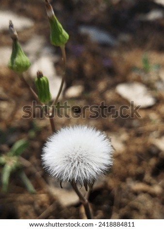 Dandelion macro white wild Flowers 
