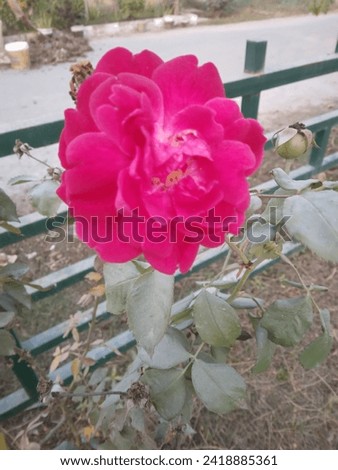 Rose picture in a park 