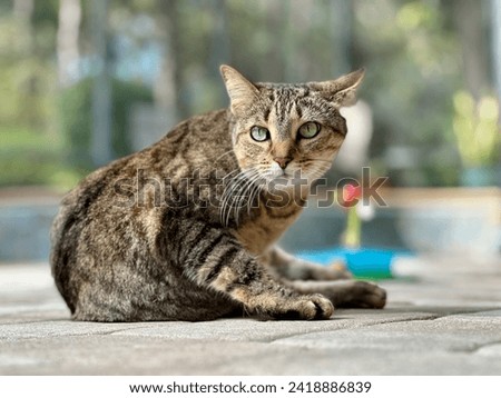 Young brown, striped female, tabby, cat, irritate, lying on the pool deck,  slightly raised, one ear up one ear back, looking left.  Royalty-Free Stock Photo #2418886839