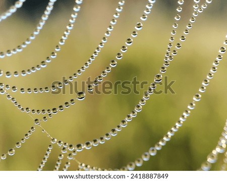 droplets of dew on a green background froze like beads on a thread of a cobweb on a sunny summer morning Royalty-Free Stock Photo #2418887849