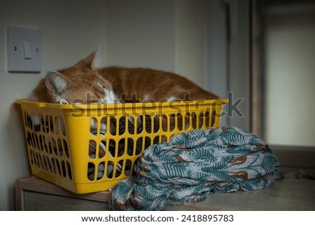 a cute ginger cat sleeping in a yellow storage basket Royalty-Free Stock Photo #2418895783