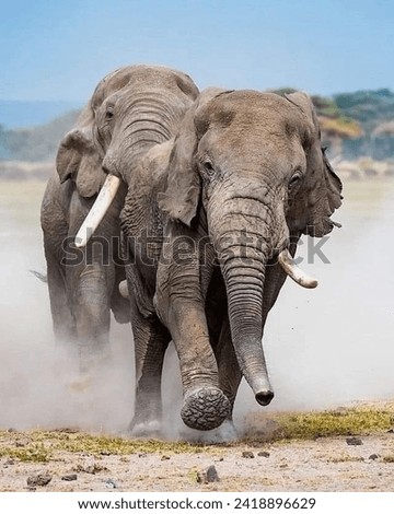 ELEPHANT PICTURE IN 8K QUALITY