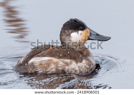 water fowl in water during the daytime Royalty-Free Stock Photo #2418908501