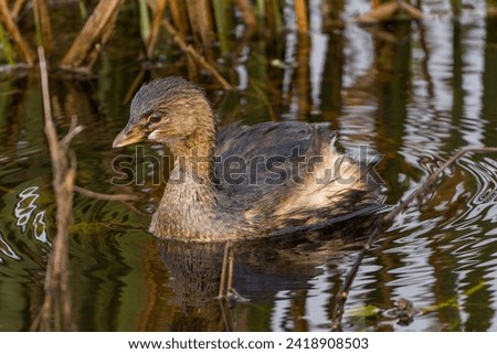 water fowl in water during the daytime Royalty-Free Stock Photo #2418908503