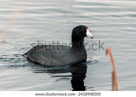 water fowl in water during the daytime Royalty-Free Stock Photo #2418908505