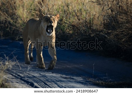 Beautiful Botswana showing its huge variation of animals