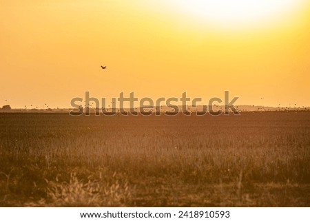 Evening birds in orange skies 2