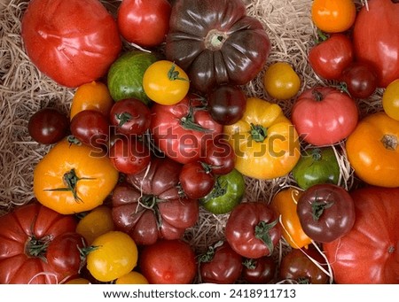Overhead view of assorted heirloom tomatoes at a local market in Bastille, France Royalty-Free Stock Photo #2418911713