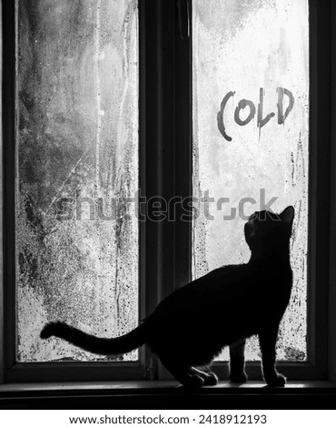 Young cat looking out the foggy window of vintage rural house, standing on windowsill, curious about cold hand written inscryption. Cold morning romantic and cozy scenery. Black and white photo.