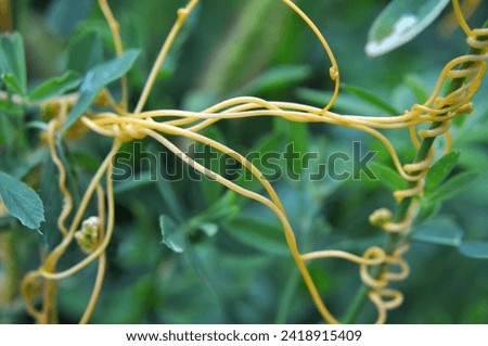 The parasitic plant cuscuta grows in the field among crops