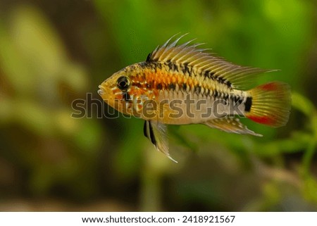 Apistogramma macmasteri, american dwarf cichlid, aquarium cichlid fish, Orinoco basin, Colombia Royalty-Free Stock Photo #2418921567