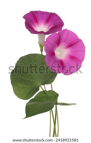 Studio Shot of Magenta Colored Ipomoea Flowers Isolated on White Background. Large Depth of Field (DOF). Macro. Close-up. Royalty-Free Stock Photo #2418921581