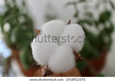 Close up of a cotton ball