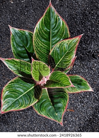aglaonema peterpan one of the hybrid made by mr gregorius hambali..its very beautiful and gorgeous