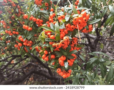 Pyracantha angustifolia, firethorn red fruits. It is a shrub species from the Rosaceae family, known by the common names of narrow-leafed firethorn, thin firethorn and woolly firethorn. Royalty-Free Stock Photo #2418928799
