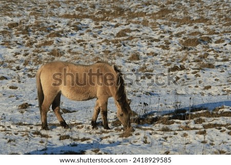 Konik horse in conservation area