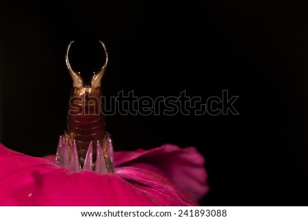 Earwig feeding on a flower 