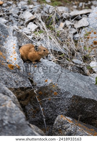 esidents of Altai fields (mouse)