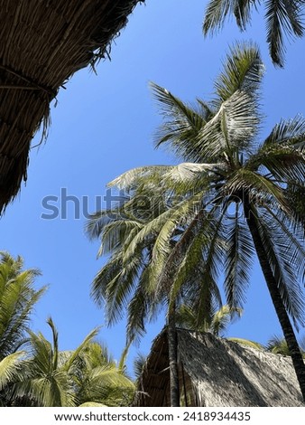 palmeras en cielo azul, palm trees in blue sky Royalty-Free Stock Photo #2418934435