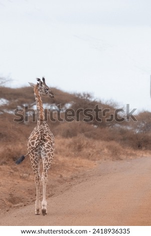 young giraffe walking down a dirt road in African savanna