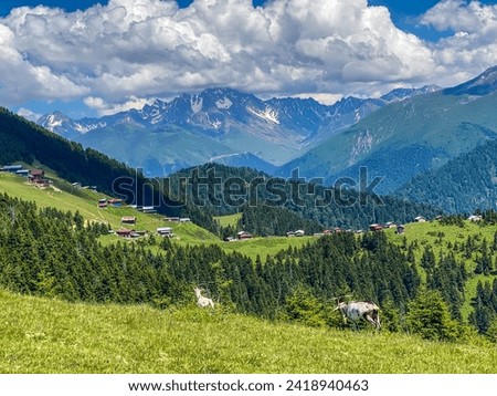 Sal Plateau Photo, Summer Season in Sal Plateau, Camlihemsin, Rize, Turkey, 2023 Royalty-Free Stock Photo #2418940463