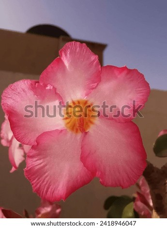 Pink flower from the Arabian desert of my house in