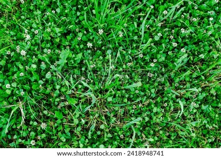 Green meadow, top view. Natural grass field background for publication, poster, screensaver, wallpaper, postcard, banner, cover, post. High quality photography