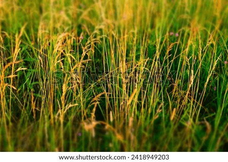 Summer meadow, selective focus. Multicolor meadowland background for publication, design, poster, calendar, post, screensaver, wallpaper, cover, website. High quality photography