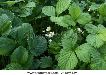 Blooming strawberry bushes. White strawberry flowers with green leaves in the grass for publication, design, poster, calendar, post, screensaver, wallpaper, cover, website. High quality photography