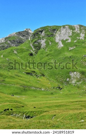 Alphine meadows and postures on the slopes of the swiss alps Royalty-Free Stock Photo #2418951819