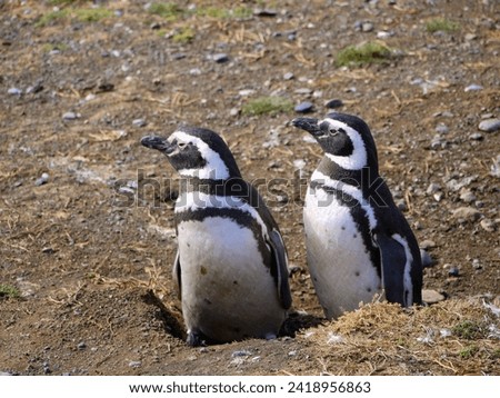 Magellanic penguin colony on Isla Magdalena in Chilean Patagonia (Los Pinguinos Natural Monument) Royalty-Free Stock Photo #2418956863
