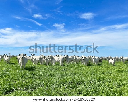 Beautifull  Nellore beef cattle grazing intensive tropical pasture in Brazil project Royalty-Free Stock Photo #2418958929