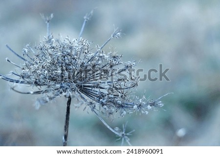 dry grass, snowflake, blue snowflake, in the form of a snowflake, background, decorative flower, blue background, flower, round