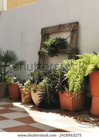 Green plants in pot, with natural sunlight on the terrace of my house in Saudi Arabia.