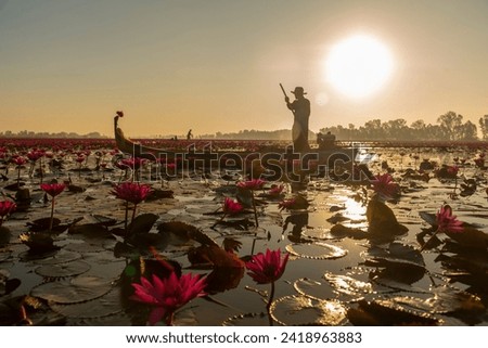 Red lotus flowers, Ban Rang Bua, Nakhon Sawan, blooming pink all over the water field.