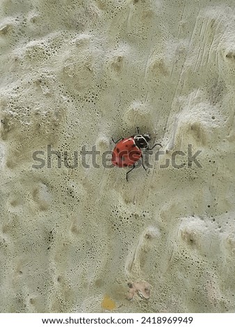 a ladybug climbing the green wall