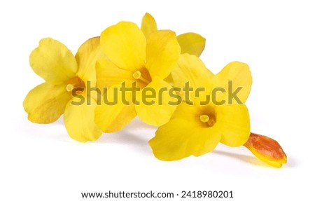 Yellow winter jasmine flowers isolated on white background Royalty-Free Stock Photo #2418980201