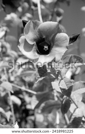 A monochrome or Black And White Nature Photo Created in Central Florida. It might show such things as flowers, animals or landscapes in a monochrome aspect. 