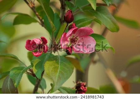 Vibrant picture of blooming crab apple tree branch with pink blossom and green leaves in spring.