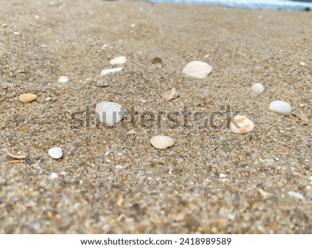 sea ​​shells on the sand.