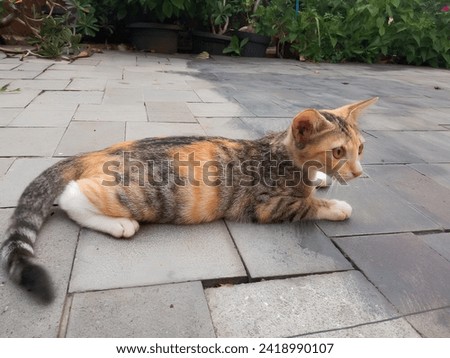 Cats are stalking prey with sharp eyes Royalty-Free Stock Photo #2418990107