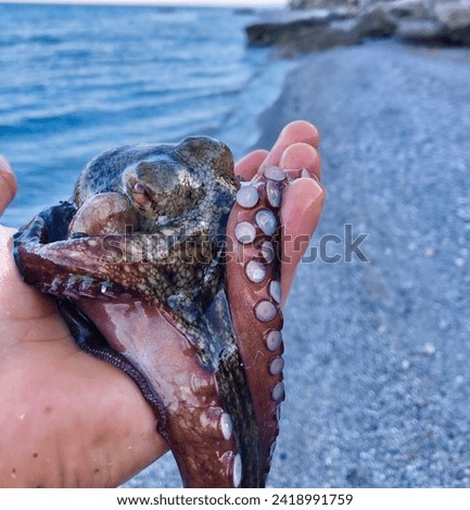 A beautiful octopus found on shore in Greece Crete island. The little baby returned to the depths oh the ocean after the shoot.