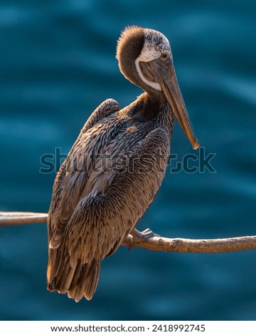 Brown pelican drying on a branch above the blue sea in the sunset Royalty-Free Stock Photo #2418992745