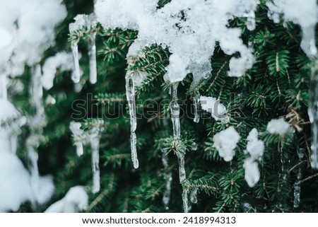 Snow and icicle. Thaw and frost.Frozen streaks of water on spruce branches. Icicles close-up in frosty weather.Frosty weather.Many icicles on a coniferous tree Royalty-Free Stock Photo #2418994313