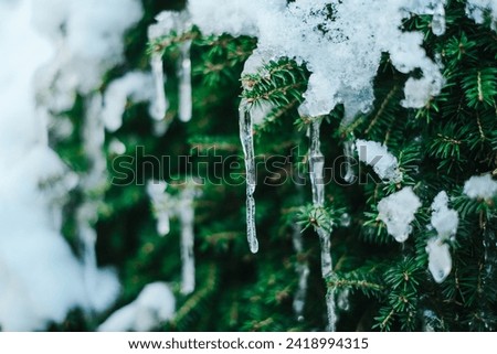 Snow and icicle on a coniferous tree.Frozen streaks of water on spruce branches. Icicles close-up in frosty weather.Frosty weather.Many icicles on a coniferous tree Royalty-Free Stock Photo #2418994315
