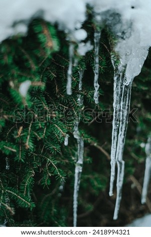 Icicles close-up in frosty weather.Frosty weather. Snow and icicle on a coniferous tree.  Royalty-Free Stock Photo #2418994321