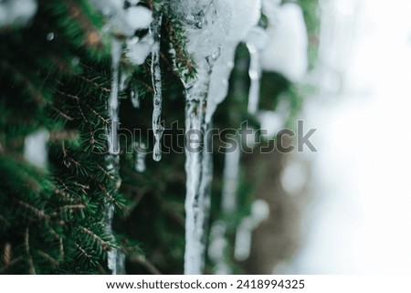 Snow and icicle on a coniferous tree. Thaw and frost.Frozen streaks of water on spruce branches. Icicles close-up in frosty weather.Frosty weather.Many icicles on a coniferous tree Royalty-Free Stock Photo #2418994325