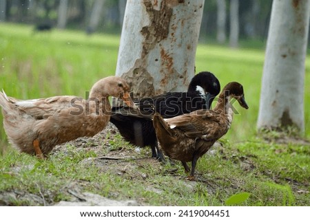 Ducks are relaxing at the pond. The duck's close picture is very beautiful with a green background. 