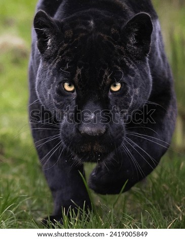 Black Panther Face Close View Walking Toward