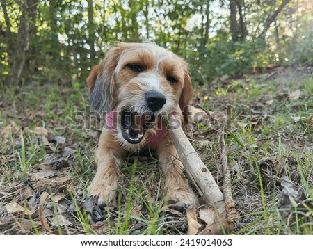 Small, young, female, terrier beagle mix dog lying on ground and chewing a stick with her eyes closed Royalty-Free Stock Photo #2419014063